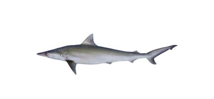 PicoVib | 18 Milk Shark Facts