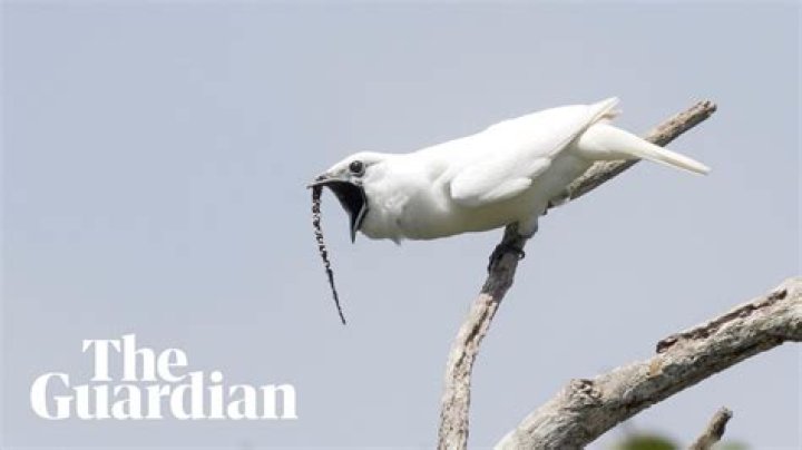 The surprising alarm-like call of the world's loudest bird