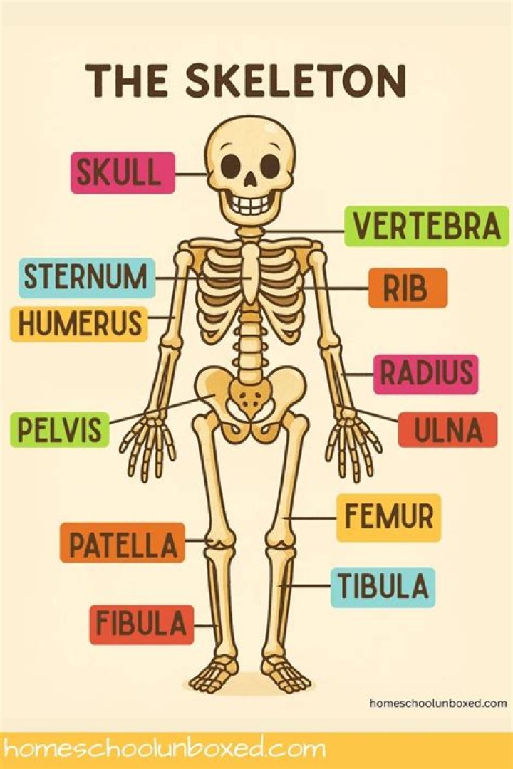 What is the skeleton called in Coco? Celebrity